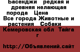 Басенджи - редкая и древняя нелающая порода › Цена ­ 50 000 - Все города Животные и растения » Собаки   . Кемеровская обл.,Тайга г.